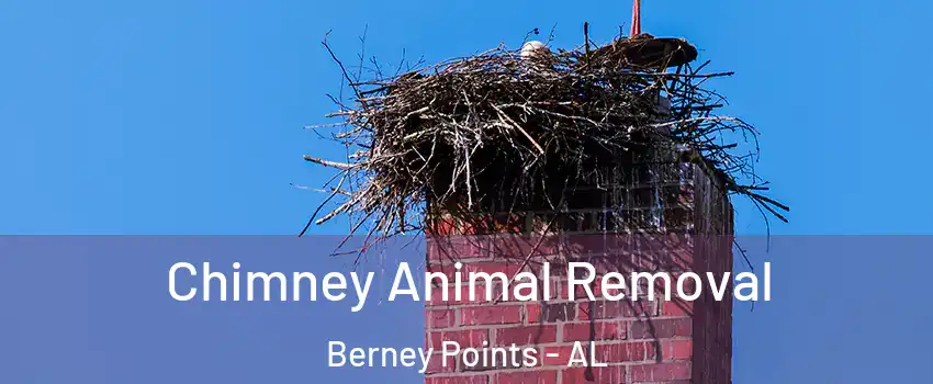 Chimney Animal Removal Berney Points - AL