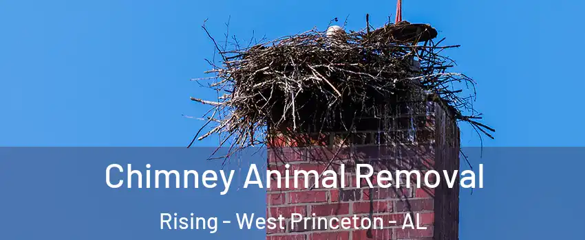 Chimney Animal Removal Rising - West Princeton - AL