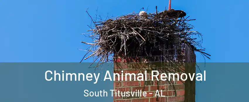 Chimney Animal Removal South Titusville - AL