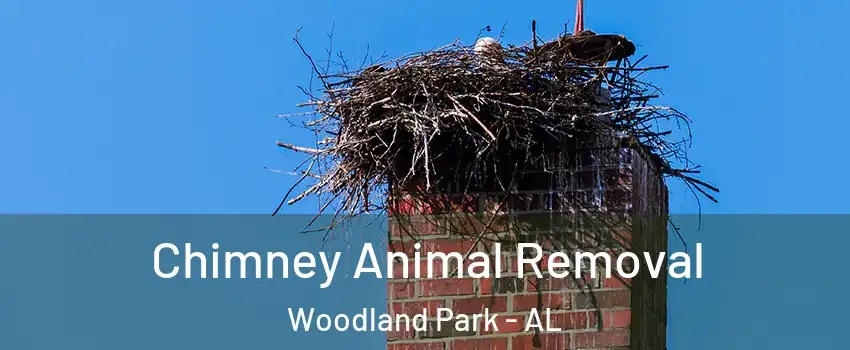 Chimney Animal Removal Woodland Park - AL