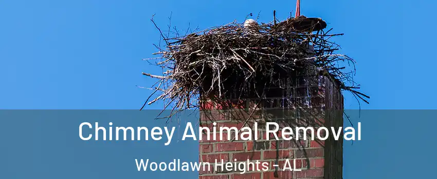 Chimney Animal Removal Woodlawn Heights - AL